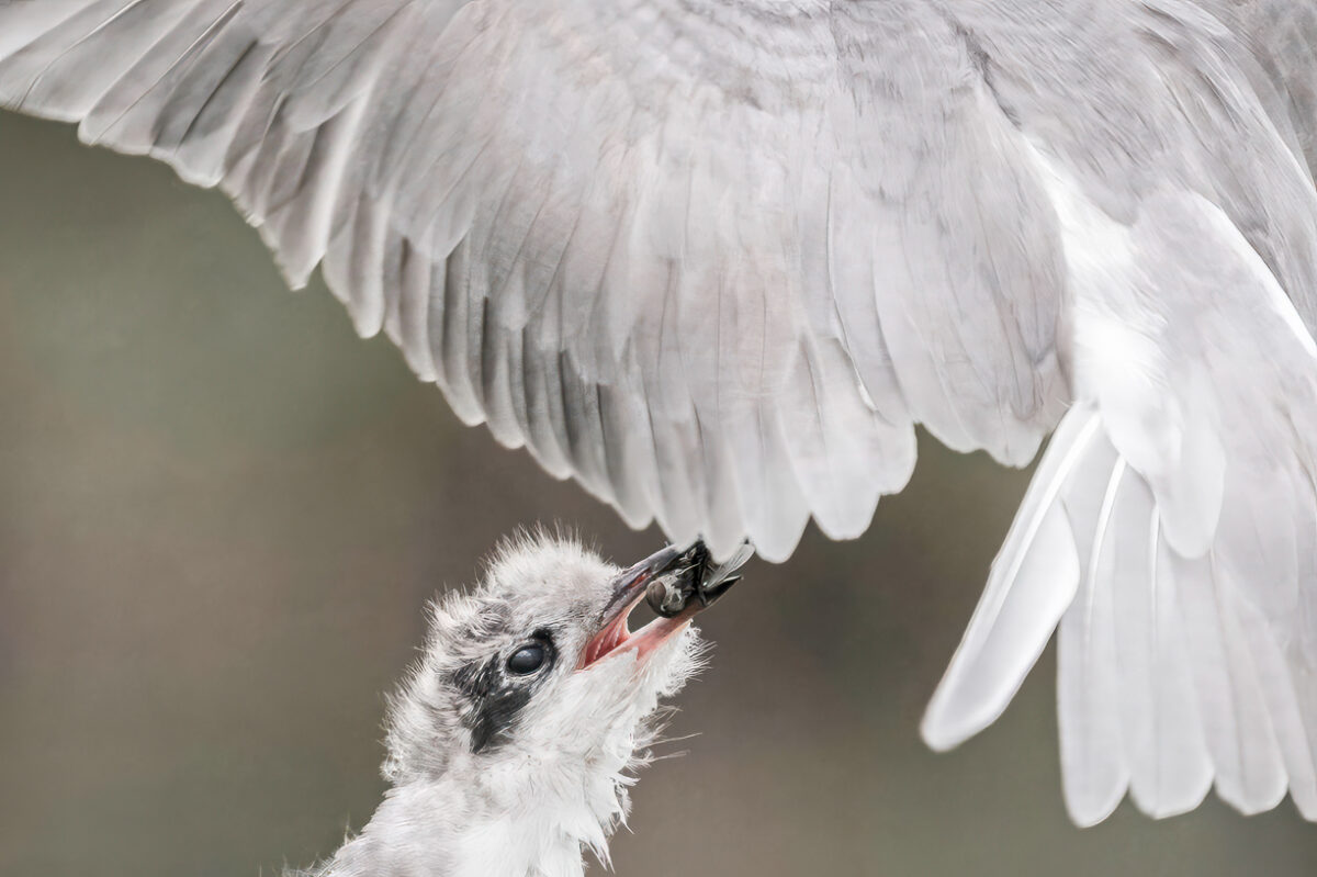 Vogels