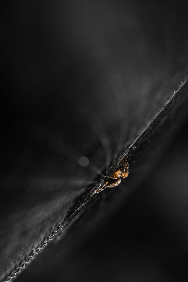 _DSC1753