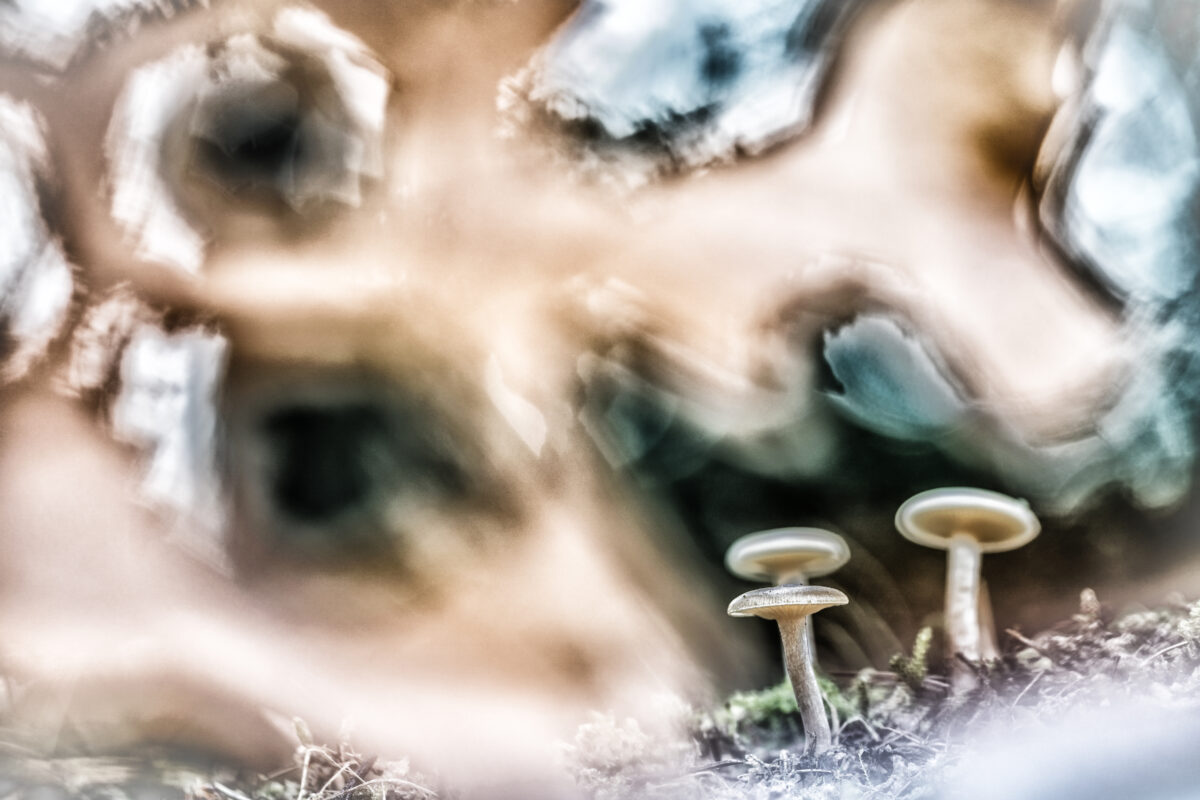 _DSC2277-bewerkt