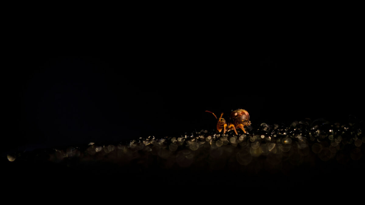 _DSC4002-bewerkt