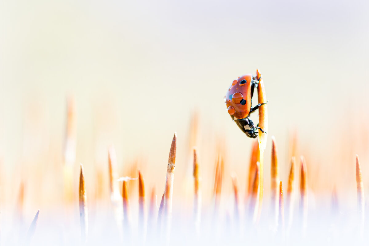 _DSC5511-bewerkt