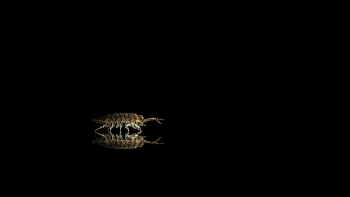 _DSC9720-bewerkt