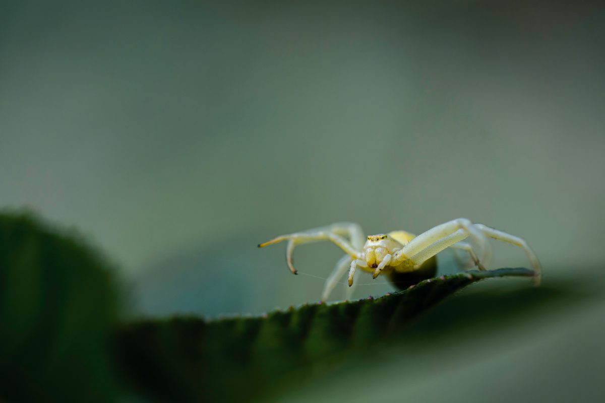 _DSC0381-bewerkt