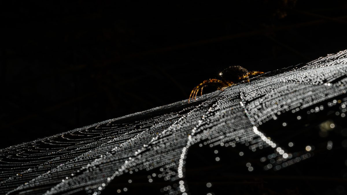 _DSC2179