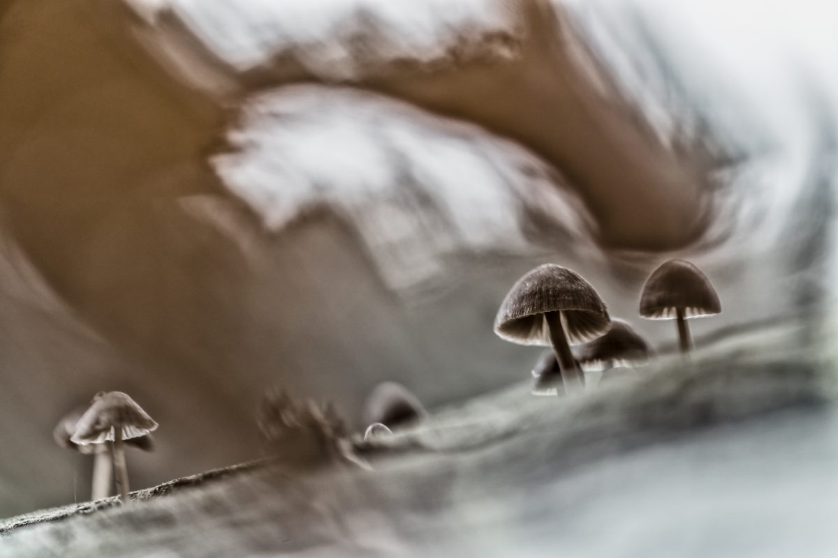 _DSC2293-bewerkt