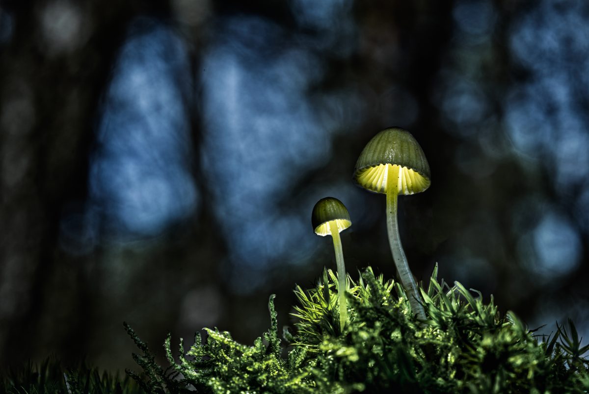 _DSC2680-bewerkt