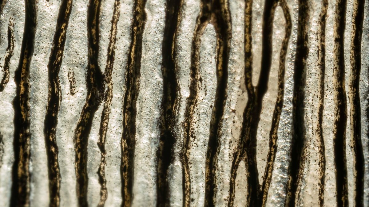 _DSC2738-bewerkt