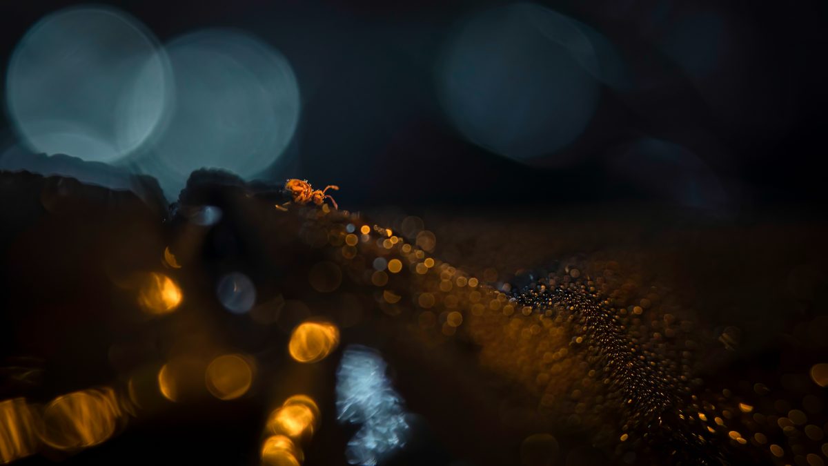 _DSC3119-bewerkt