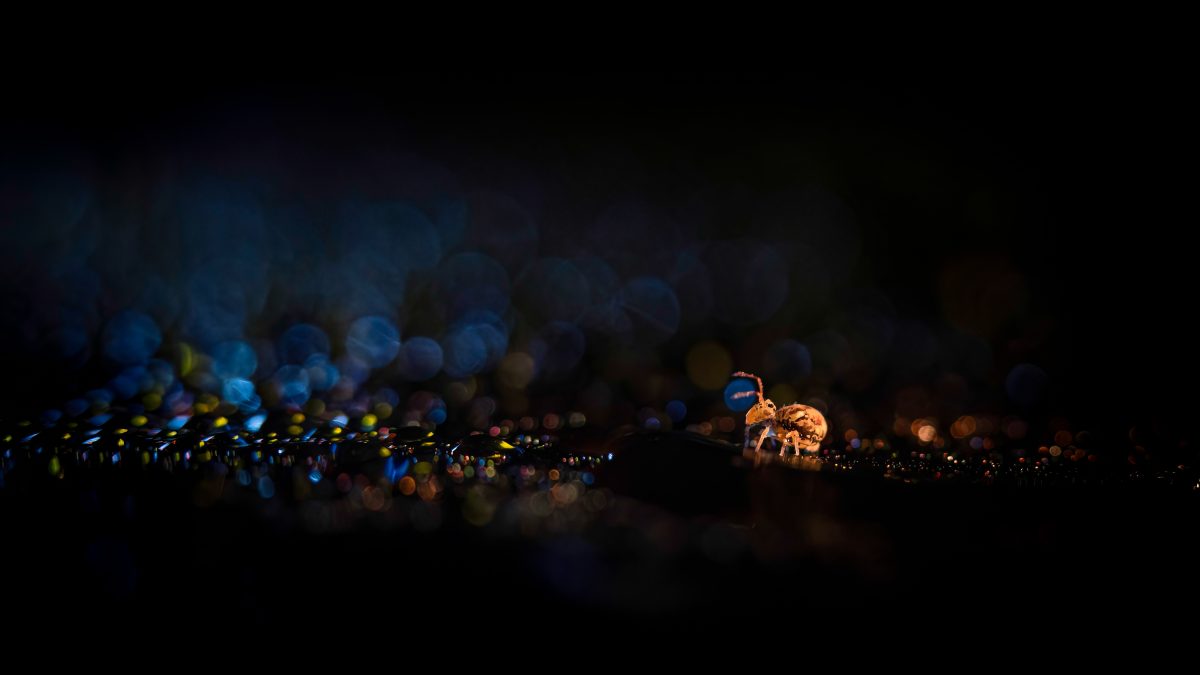 _DSC3335-bewerkt