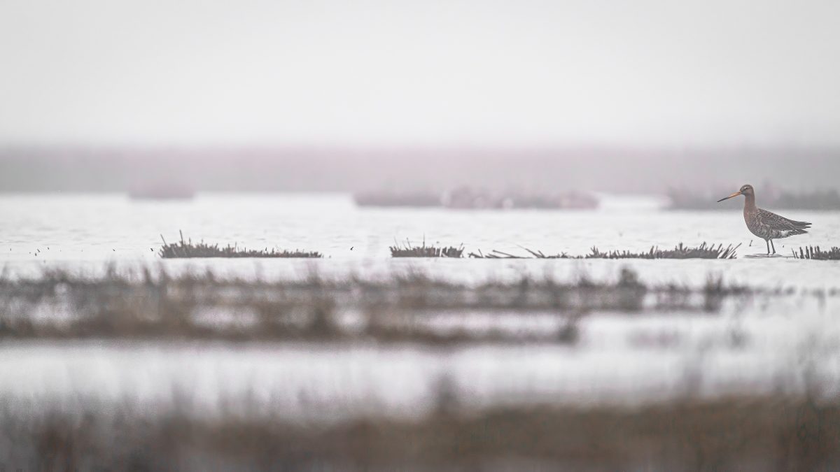 _DSC3418-bewerkt