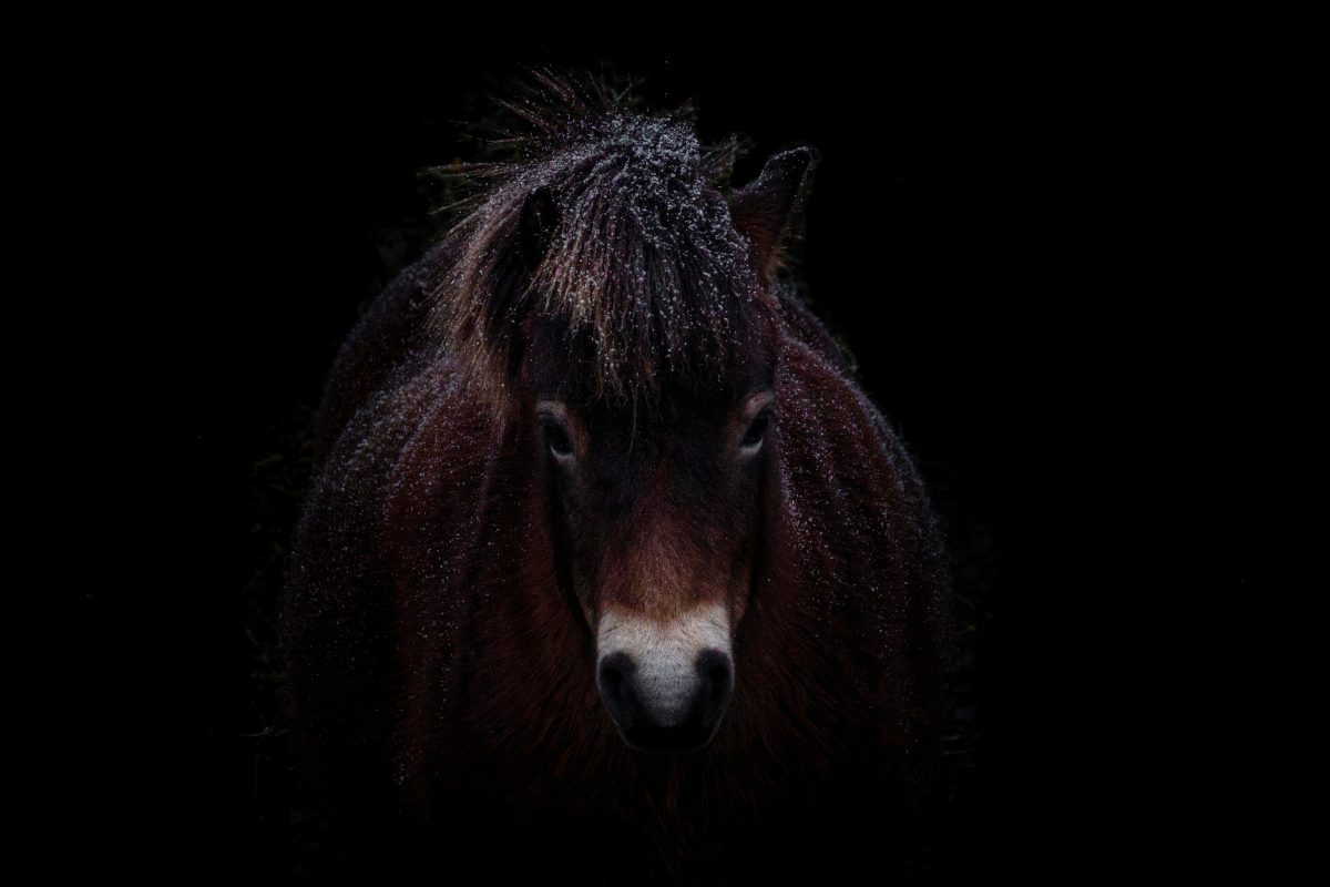 Winnaar - Thema: Dieren