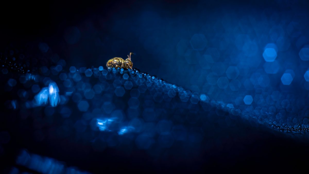 _DSC4381-bewerkt