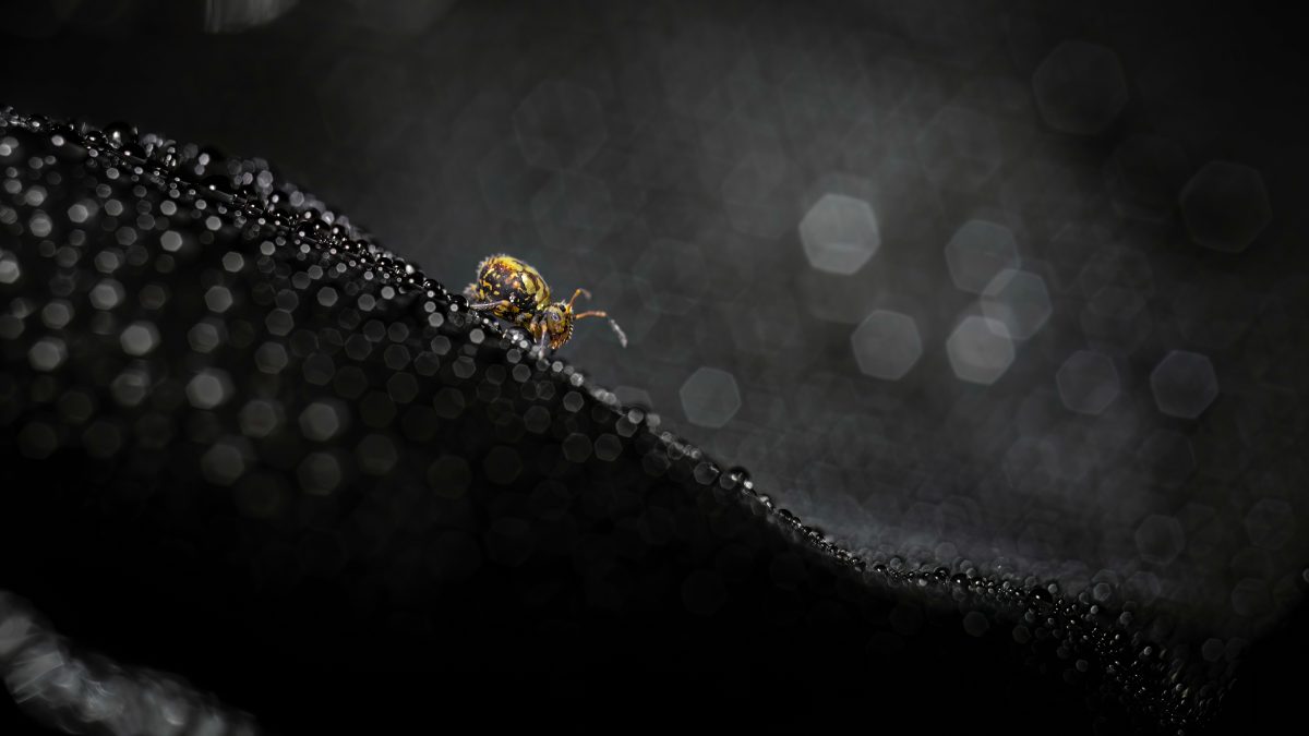 _DSC4440-bewerkt