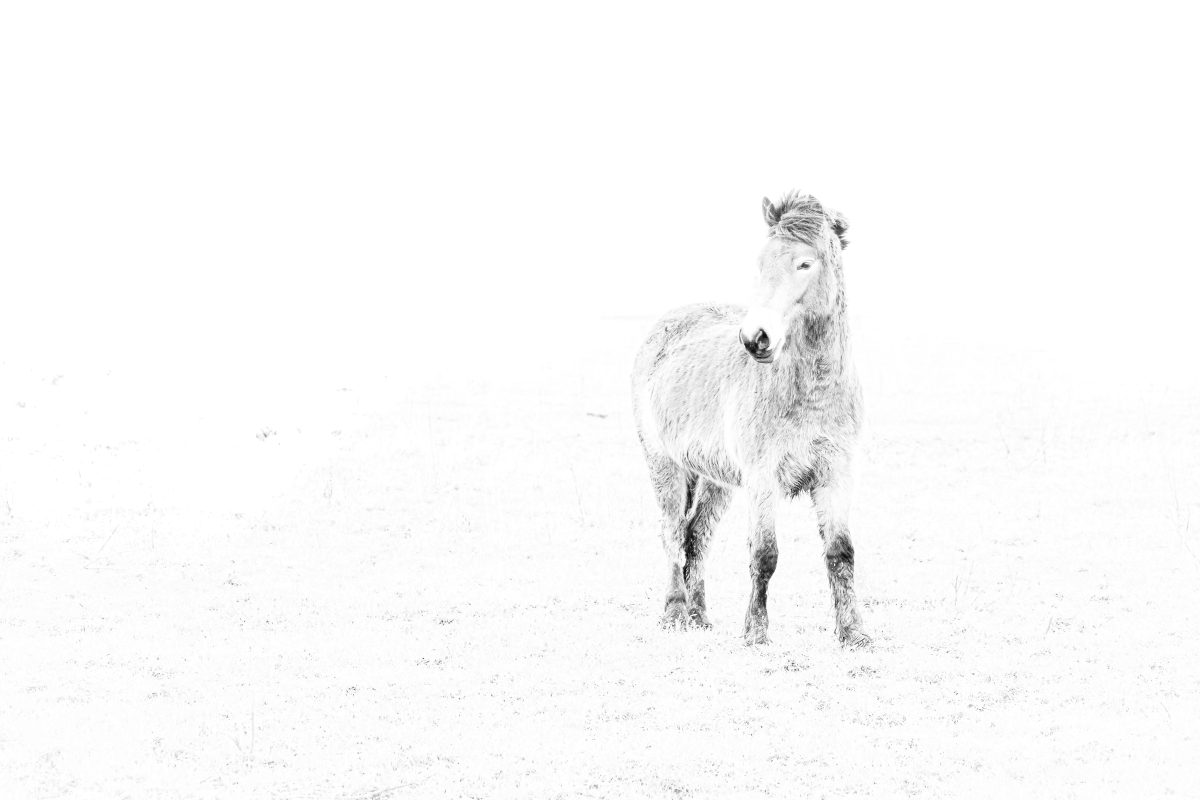 _DSC4619