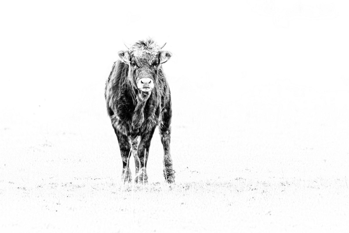 _DSC4625-bewerkt-2