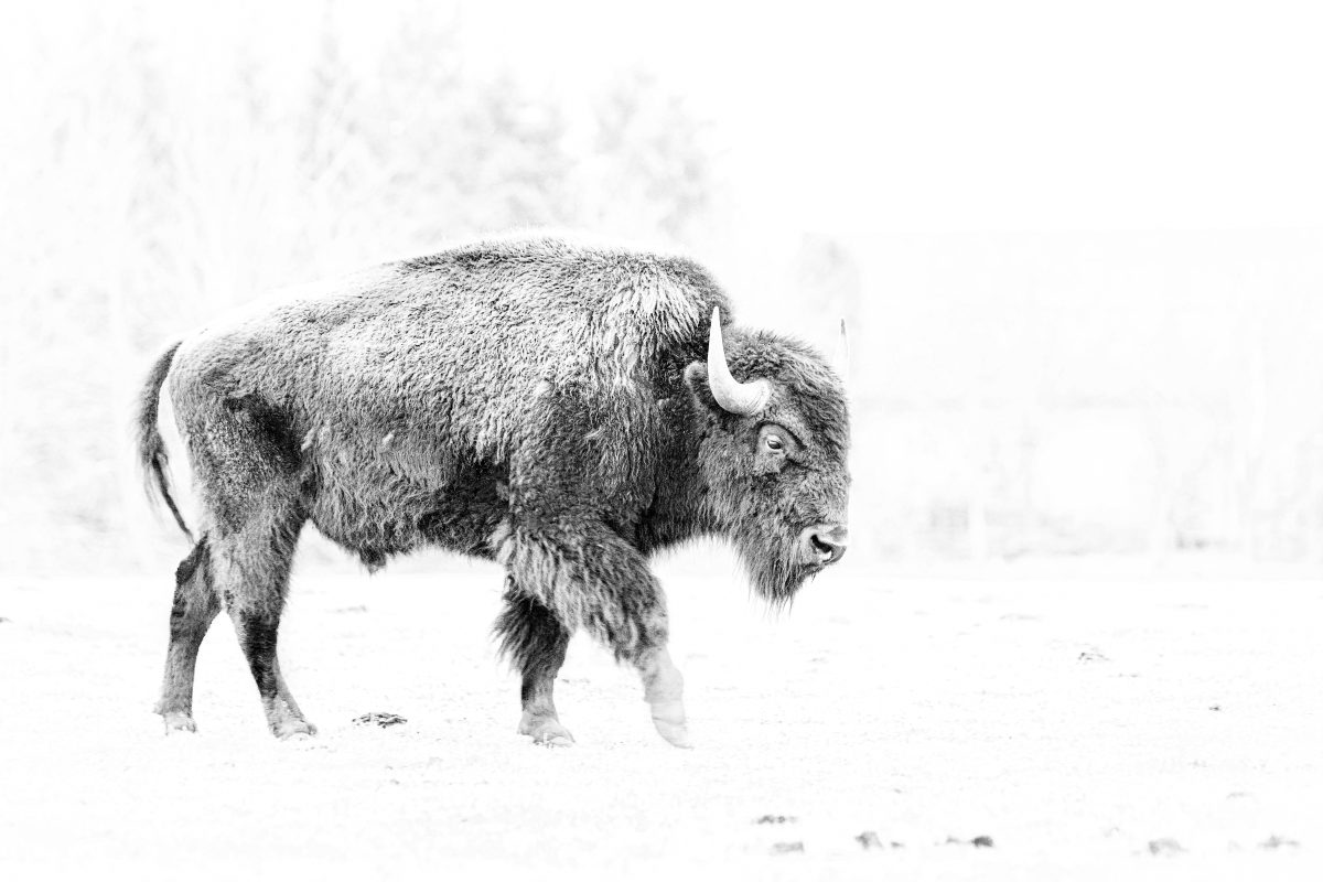 _DSC5350-bewerkt