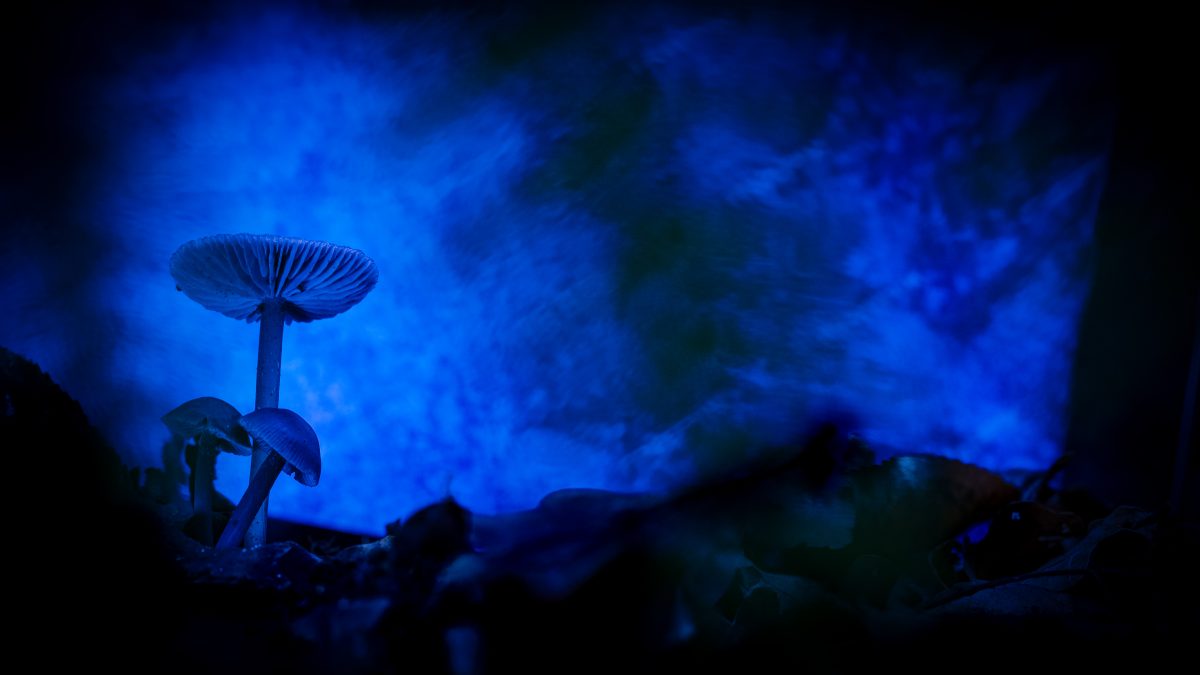 _DSC5435