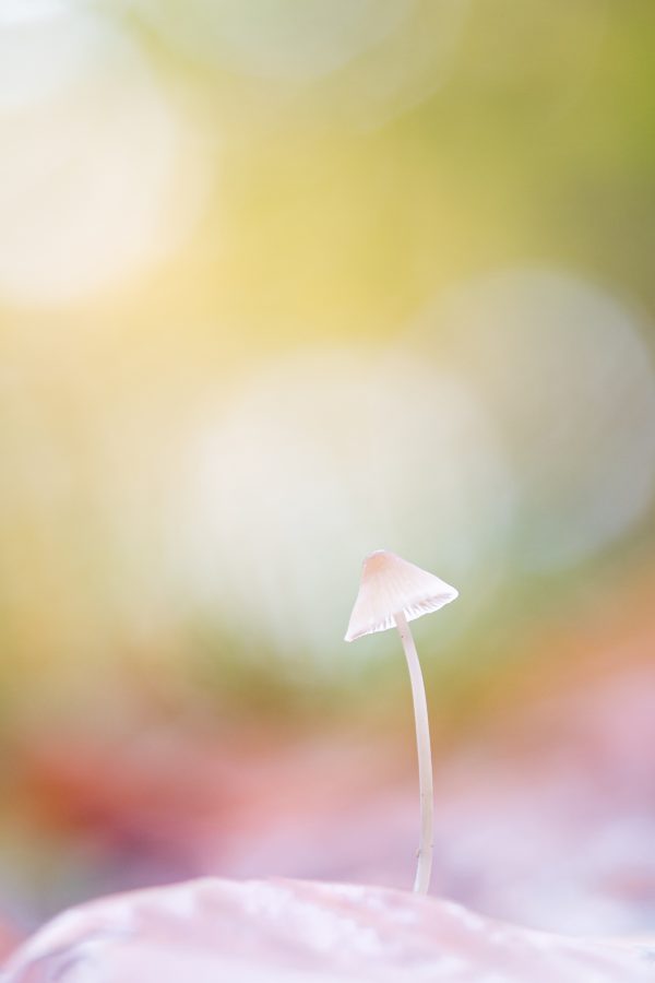 _DSC7341-bewerkt