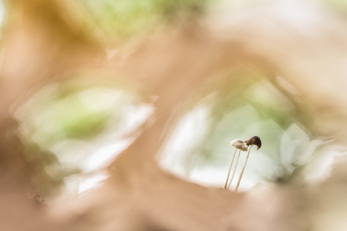 _DSC7650-bewerkt