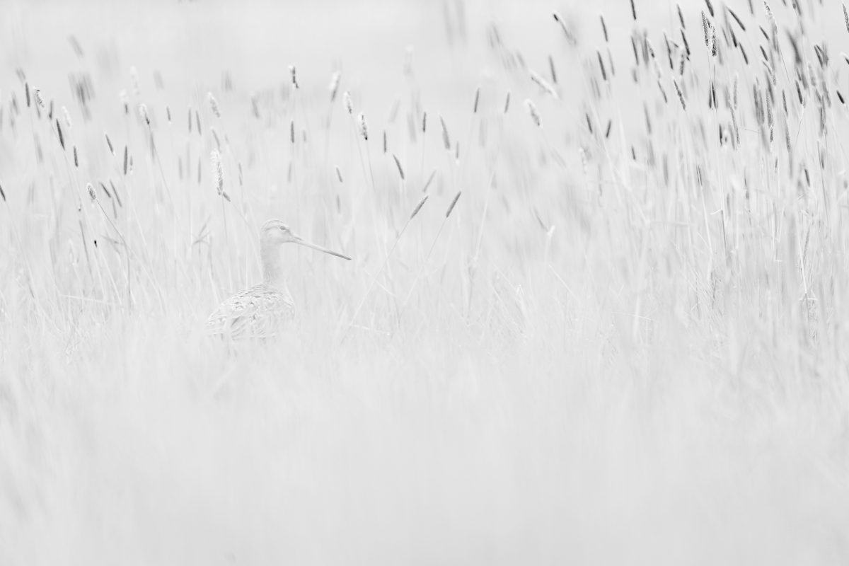 _DSC8257