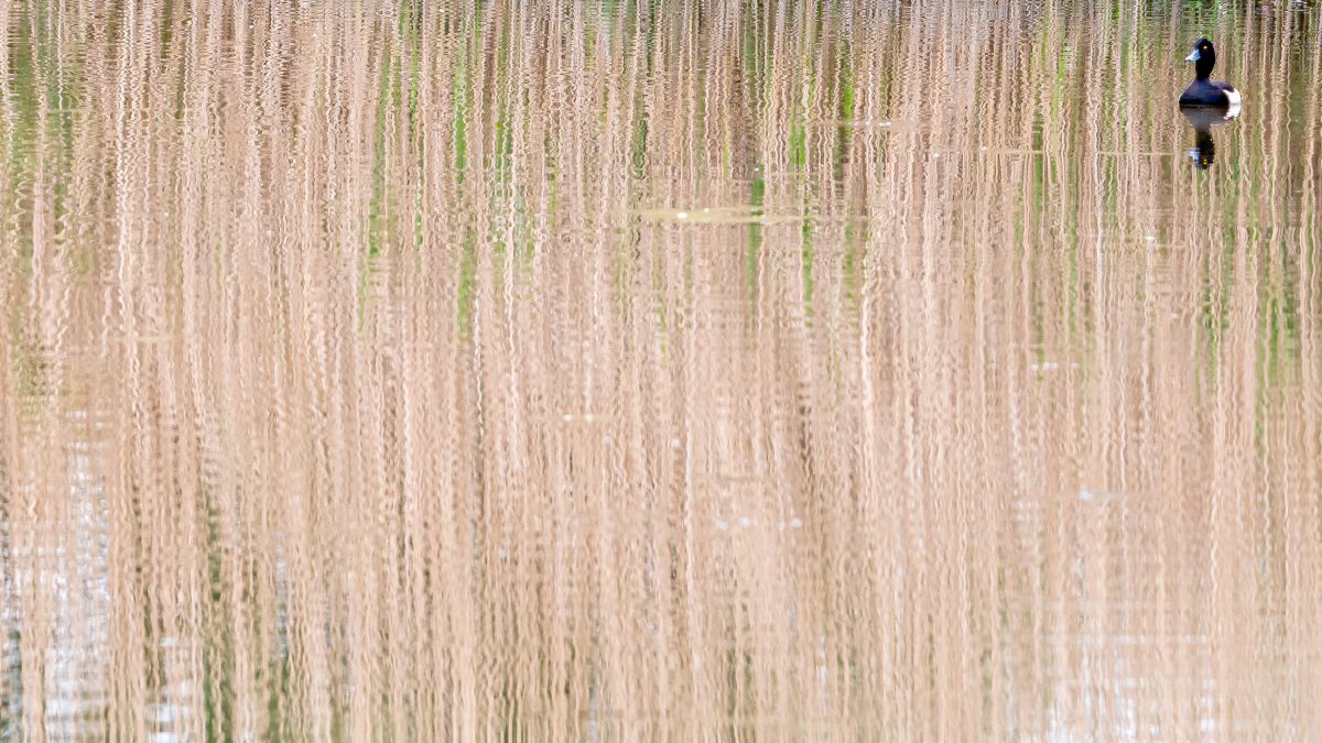 _DSC8836-bewerkt