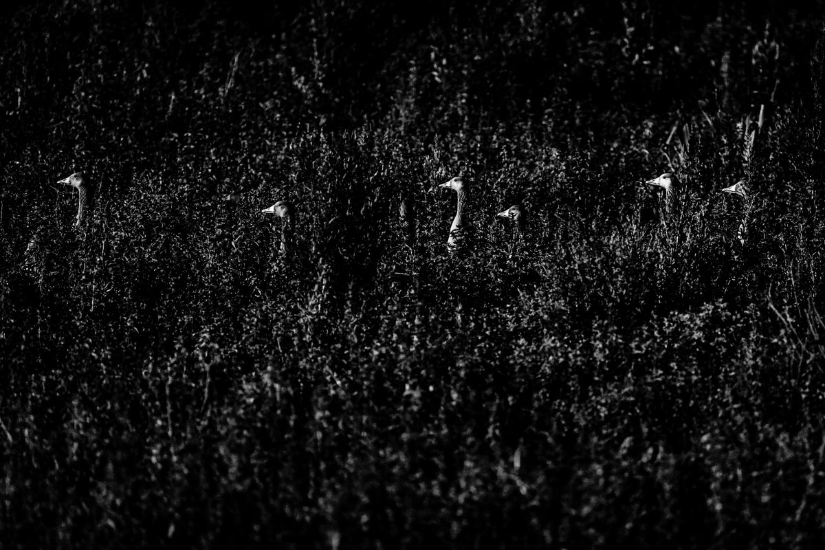 _DSC8866