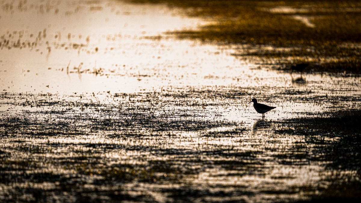 _DSC9482